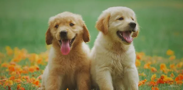 La socializzazione precoce nei cuccioli